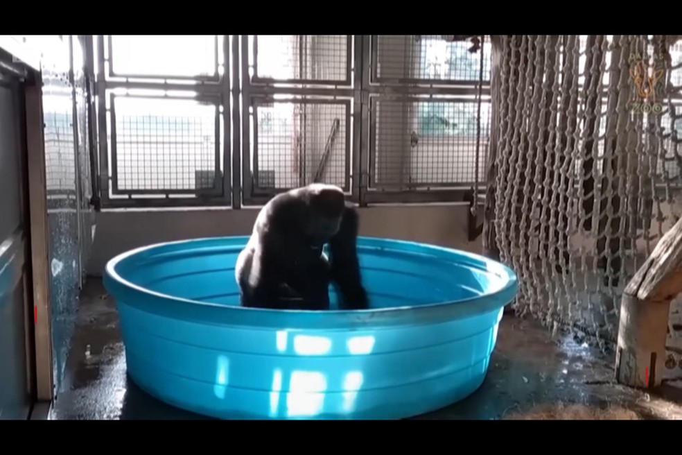 Vídeo do animal de 14 anos foi divulgado pelo Zoo (Foto: BBC)