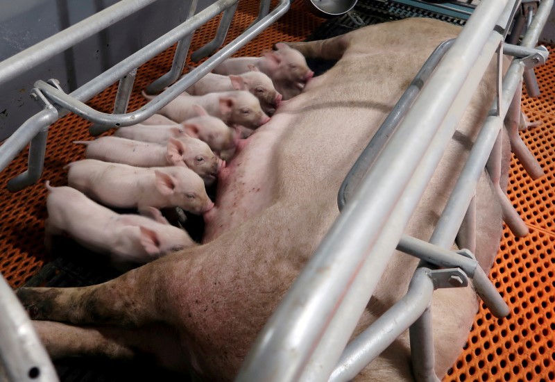 Criação de suínos em Yaji, ChinA (Foto: REUTERS/Thomas Suen)