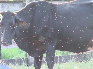 Dedetização planalto2 Moscas invadem áreas rural e urbana e atacam animais em Planalto Notícias
