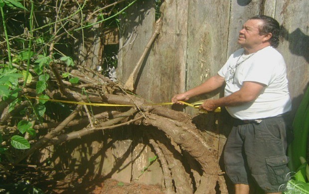 Macaxeira gigante chama atenção dos moradores (Foto: Bom Dia Amazônia)
