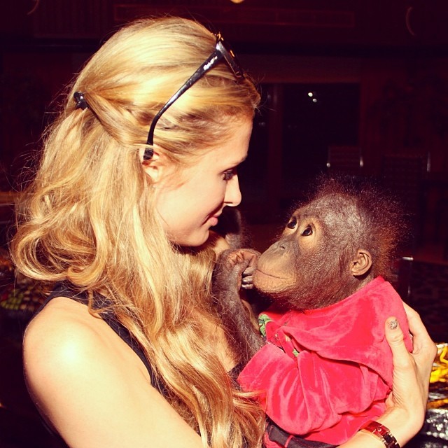 Paris Hilton com orangotango (Foto: Reprodução/Instagram) Paris Hilton com orangotango (Foto: Reprodução/Instagram)