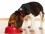 Alimentação: saiba como agradar os cães sem comprometer a saúde