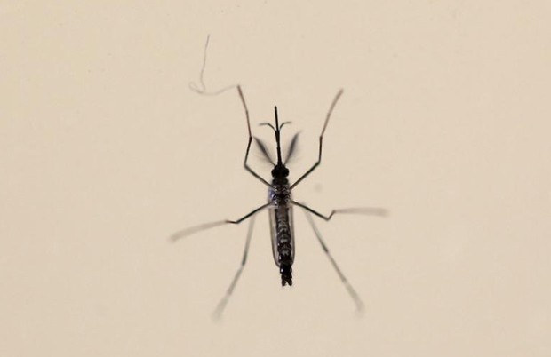 Vírus da zika é transmitido pelo Aedes aegypti (Foto: REUTERS/Alvin Baez)