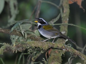 Canto Do Tico Tico Do Bico Amarelo Tico Tico De Bico Amarelo Vive No Interior Das Florestas E Fica No Solo Fauna G1