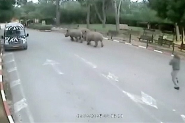Trs rinocerontes fugiram por distrao do porteiro de zoolgico de Israel (Foto: BBC)