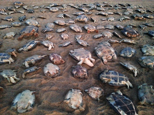 Quase 270 tartarugas foram resgatadas em uma ação conjunta do ICMBio, IBAMA e CIPA e devolvidas ao Rifo Branco (Foto: Arquivo pessoal/CMBio, IBAMA e CIPA)