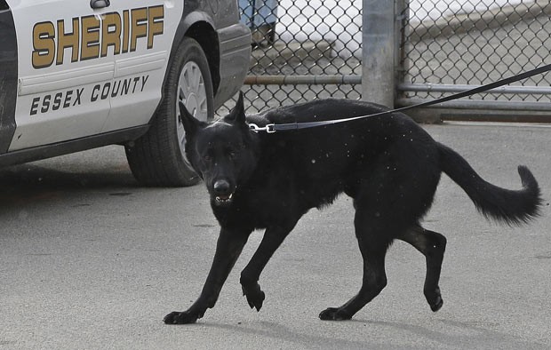 O cão policial Ivan, de 3 anos (Foto: Elise Amendola/AP)