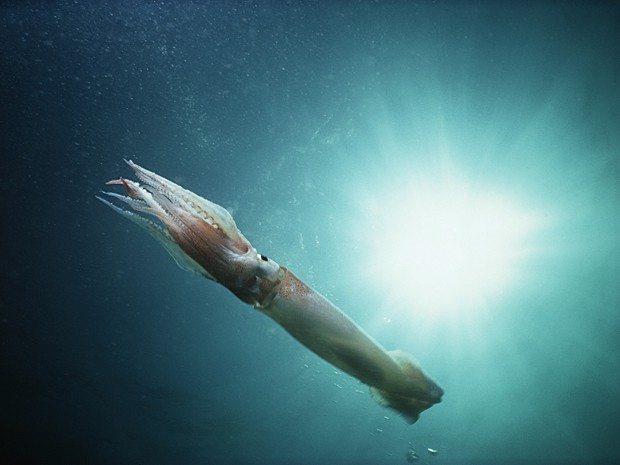 G1 - Cientistas de Cingapura criam bioplástico a partir de lula e ...