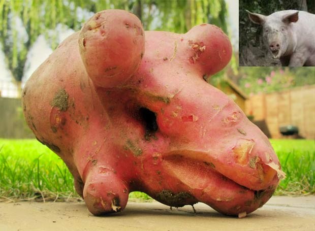 Em 2011, um agricultor inglês colheu uma batata com uma estranha semelhança com um suíno. A batata ganhou destaque em mercado agrícola em Southwold, no Reino Unido. A foto da 'batata porco' foi publicada pelo mercado em sua página no Facebook (Foto: Reprodução/Facebook/Southwold Farmers Market)