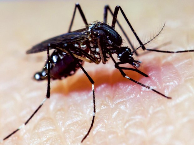 Pesquisa propõe dupla infecção do mosquito Aedes aegypti para evitar transmissão de dengue, chikungunya e zika  (Foto: Cameron P. Simmons/Divulgação)