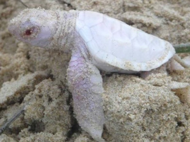Tartaruga albina nasceu em praia da Austrália (Foto: BBC)