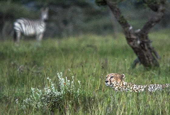 No Parque Nacional Serengeti, um guepardo vigia um grupo de zebras, enquanto uma zebra adulta, ao fundo, toma consciência da presença do predador (Foto: © Haroldo Castro/Época)