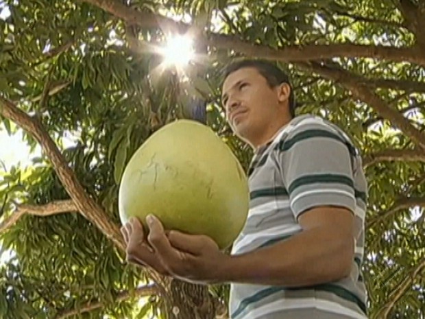 Laranja Gigante Marabá 01 (Foto: Reprodução/ TV Liberal)