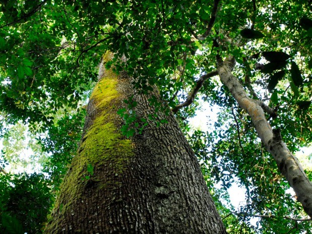 Banhado pelo Rio Cristalino, parque estadual no norte de Mato Grosso é um dos principais redutos protegidos de biodiversidade da Amazônia. (Foto: Marcos Vergueiro / Secom-MT) Banhado pelo Rio Cristalino, parque estadual no norte de Mato Grosso é um dos principais redutos protegidos de biodiversidade da Amazônia. (Foto: Marcos Vergueiro / Secom-MT)