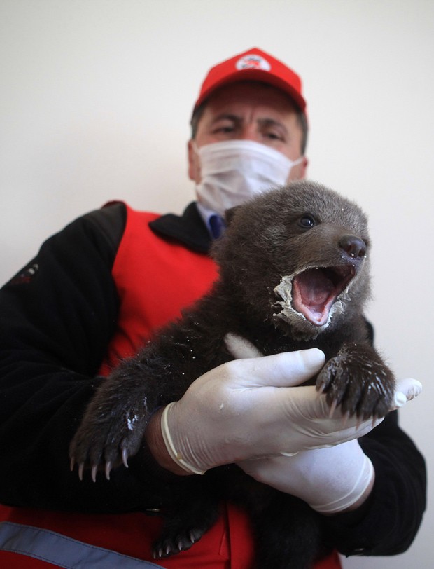 Afrim Mahmuti dá leite a filhote de urso Ema, uma das resgatadas em Kosovo (Fot AP Photo/Four Paws)