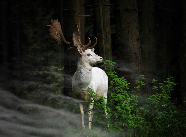 Um gamo branco em meio à neblina da manhã no Parque Nacional de Eifel, Alemanha, é a imagem enviada por Georg May na categoria Natureza e Vida Selvagem (Foto: Georg May/2015 Sony World Photography Awards)