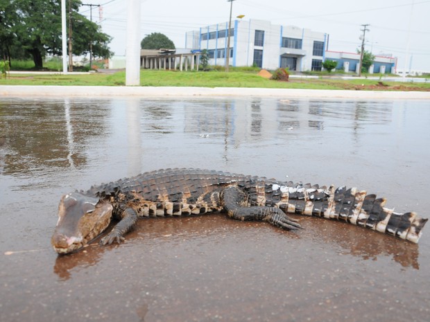Jornalista disse que o Jacaré tinha cerca de um metro de comprimento (Foto: Wilson Rodrigues/Divulgação) Jornalista disse que o Jacaré tinha cerca de um metro de comprimento (Foto: Wilson Rodrigues/Divulgação)