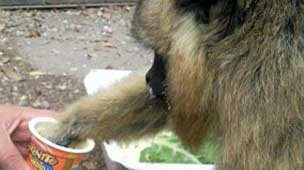 Animal foi submetido a exames para desvendar as causas da falta de apetite e alegria. (Foto: BBC)
