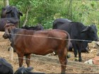 Furtos de gado em fazendas de São Sebastião do Oeste preocupam