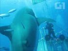 Biólogo filma grande tubarão em mergulho no México; veja vídeo