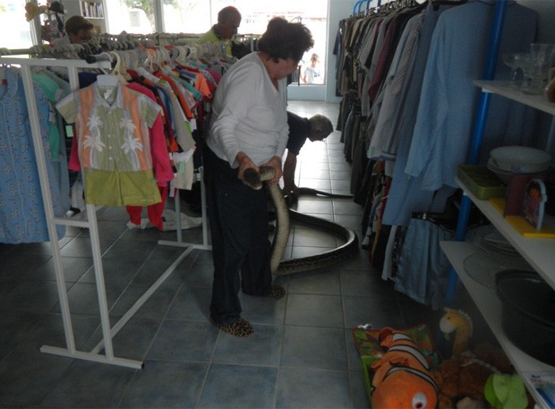 Píton foi a responsável por 'invadir' bazar de caridade em Ingham, na Austrália (Foto: Divulgação/Queensland Police) Píton foi a responsável por 'invadir' bazar de caridade em Ingham, na Austrália (Foto: Divulgação/Queensland Police)