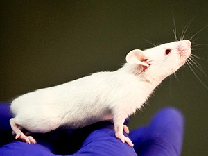 Rato amamentação (Foto: Universidade da Carolina do Norte/Divulgação)