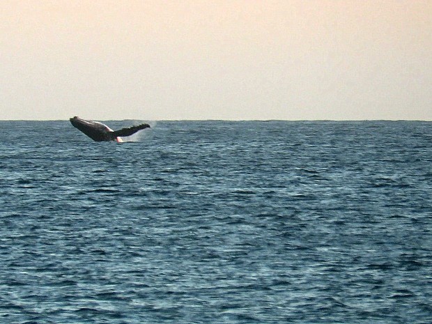 G1 Baleia Jubarte é Flagrada Durante Acrobacias No Mar De Arraial Do Cabo Notícias Em Região