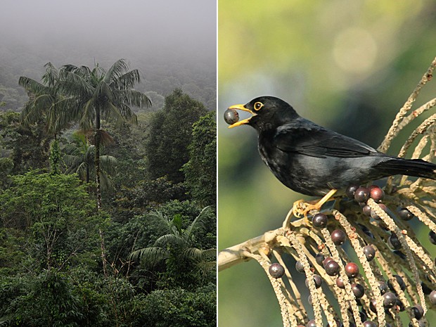  Sementes de palmeiras são dispersadas principalmente por pássaros; ao lado, sabiá-una ('Turdus flavipes') come semente de palmeira (Foto: Images courtesy of Lindolfo Souto and Mauro Galetti/Science)