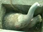 Filhote de elefante é resgatado após cair em vala no Sri Lanka