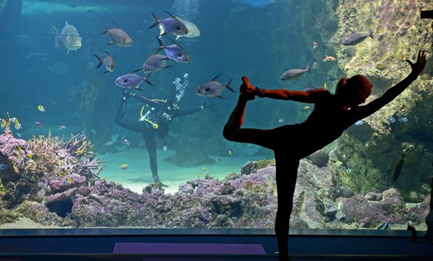 Aula inaugurou série de aulas de ioga no Aquário Sealife, em Sydney. (Foto: AFP Photo / Greg Wood)