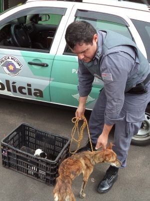 Animais foram levados para o Centro de Controle de Zoonoses (Foto: Divulgação/ Polícia Ambiental)