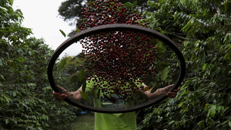 agricultura-cafe-colheita-sp (Foto: Reuters)