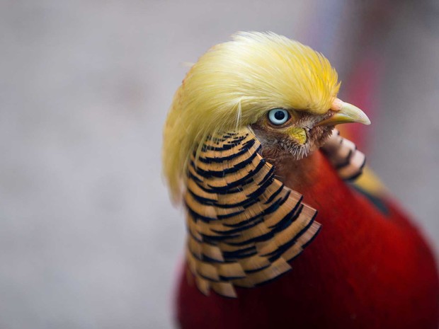 Penas douradas de faisão se assemelham ao penteado do novo presidente eleito dos EUA, Donald Trump (Foto: Reuters)