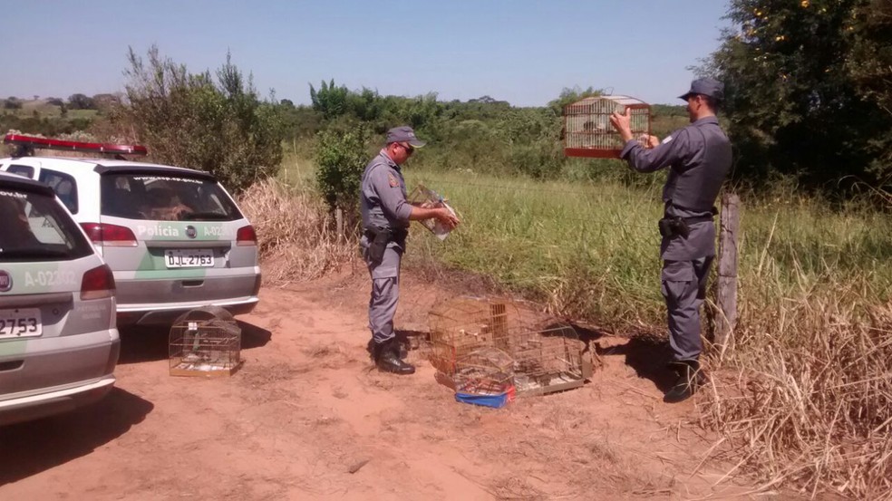 Operação foi realizada em Santo Expedito (Foto: Polícia Ambiental/Cedida)