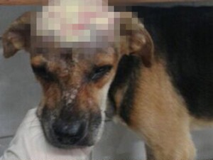 Cachorro foi resgatado e levado para o Hospital Universitário (Foto: Divulgação)