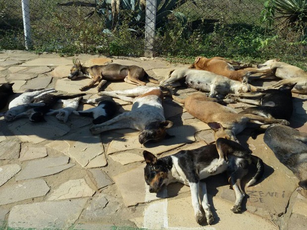 Cães são encontrados mortos em Lagoa Grande (Foto: Paulo Sérgio Freire/ Arquivo pessoal)