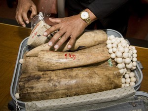 Presas de marfim e contas feitas do material foram encontradas em malas na Tailândia. (Foto: AP Photo/Sakchai Lalit)