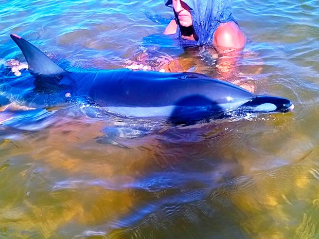 Resultado de imagem para golfinho morto na praia de itacarÃ©
