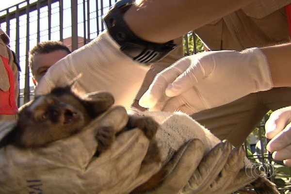 Macaco atropelado morde homem e entra em motor de carro em Goiás (Foto: Reprodução/ TV Anhanguera)