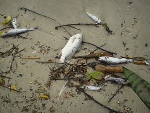 Peixes apareceram mortos desde domingo (6) (Foto: Prefeitura de Porto Belo/Divulgação)