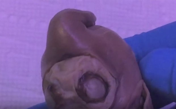 Criatura foi entregue a dono de show de horrores em Venice Beach. (Foto: Reprodução/YouTube/Venicebeachfreakshow)