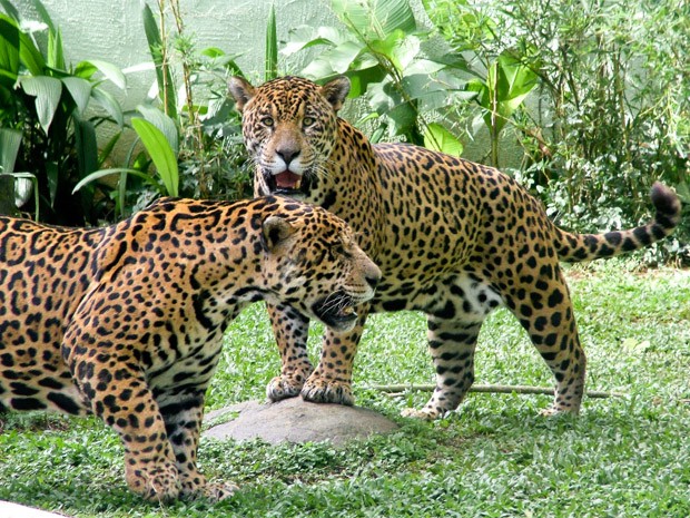 Relação próxima entre onças chamou atenção de equipe do zoológico (Foto: Carlos Nader/Zoológico de São Paulo)