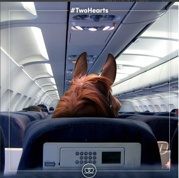Cavalos terão voo e tratamento vip durante viagem ao Rio de Janeiro (Foto: Reprodução/ Instagram) Cavalos terão voo e tratamento vip durante viagem ao Rio de Janeiro (Foto: Reprodução/ Instagram)