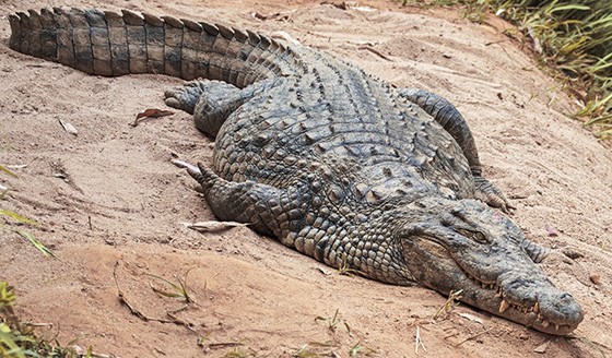 Em Madagascar, grande parte da população de crocodilos-do-nilo transformou-se em couro para bolsas e sapatos  (Foto: © Haroldo Castro/ÉPOCA)