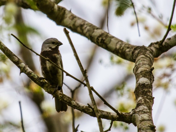 Caboclinho de barriga preta (Sporophila melanogaster) é uma descoberta recente em Mogi das Cruzes (SP). (Foto: Jefferson Leite / Arquivo Pessoal)