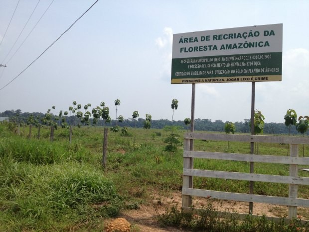 Plantação de teca, na área rural de Porto Velho' (Foto: Vanessa Vasconcelos/G1)