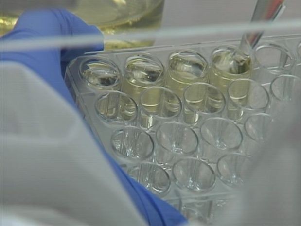 Contato com os vírus das doenças é dado por meio do intestino do inseto. (Foto: Reprodução / TV TEM)