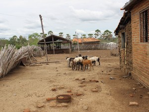 Restante da criação de ovelhas de Gildenor Sena (Foto: Pedro Santiago/G1)