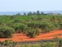 Por R$ 5 milhões, GDF planta 1 milhão de árvores nativas do cerrado