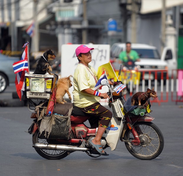 Cachorros 'pegaram carona' em moto guiada por mulher em Bangcoc, na Tailândia (Foto: Manjunath Kiran/AFP)
